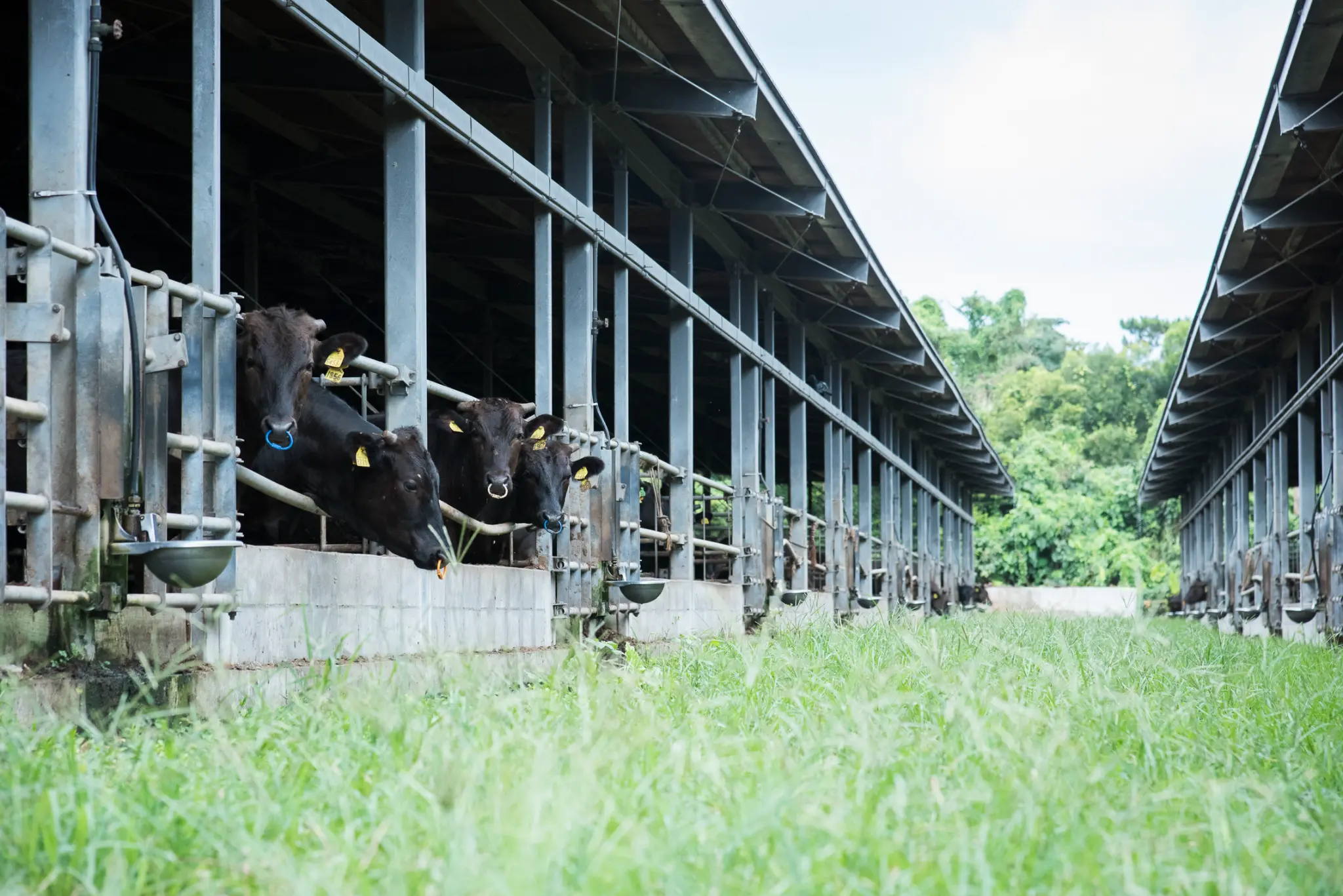 もとぶ牧場 黒毛和牛